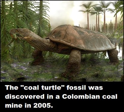 Carbonemys Cofrinii 412x375