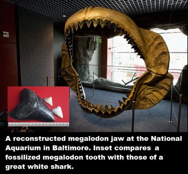 Megalodon 600x553 Megalodon 600x553