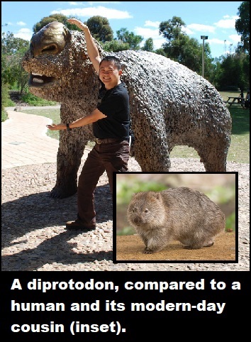 Wombat