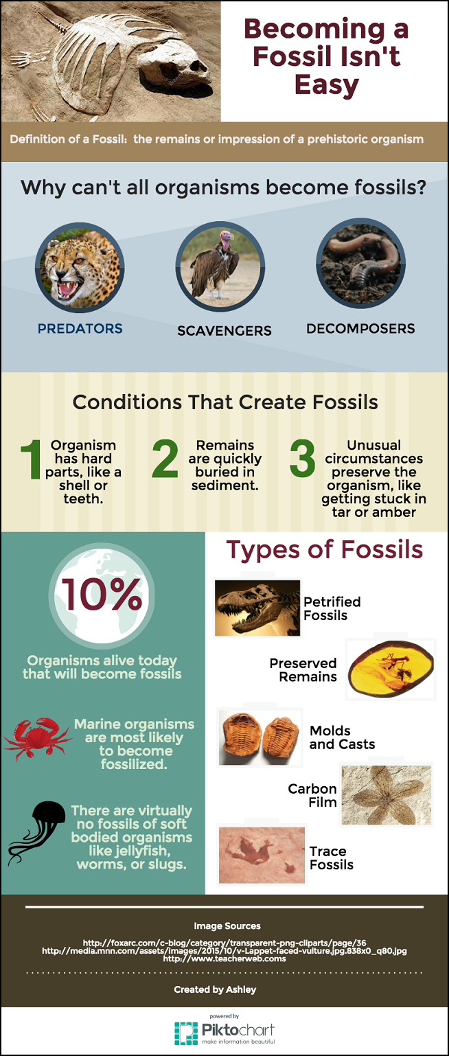fossil infographic fossil infographic